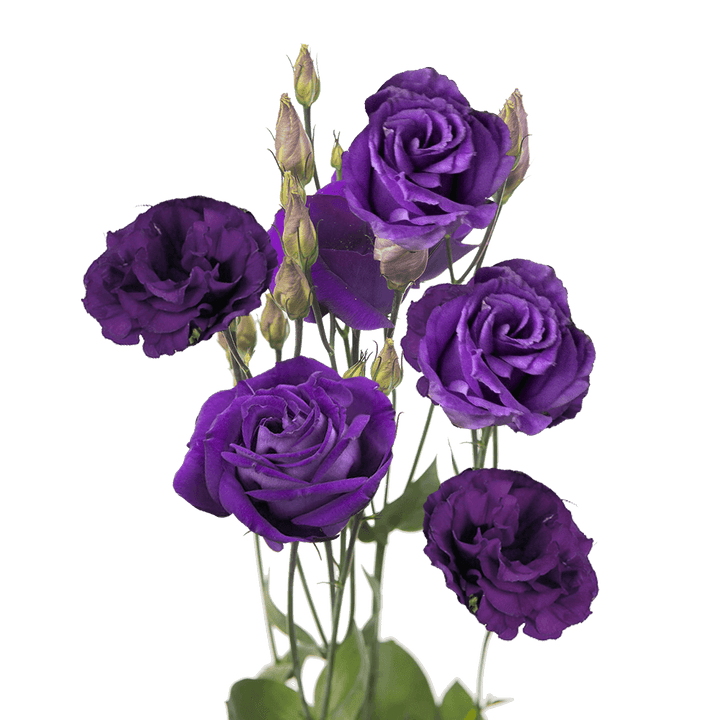 Purple Echo Lisianthus Flower Seeds – Heirloom, Non-GMO, High Germination Organic Garden Seeds for Planting