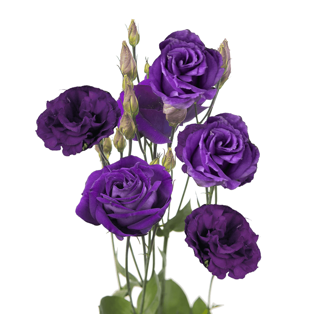 purple echo flower seeds