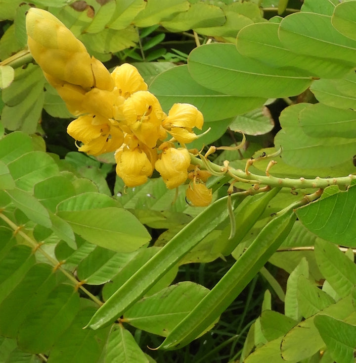 Heirloom Non-GMO Senna Alata Flower Seeds for Planting – Tropical Medicinal Blooms for Ornamental Gardens