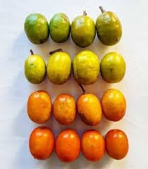 Sessiliflorum Fruit Seed Pack for Planting | Heirloom Non-GMO Organic Garden Seeds