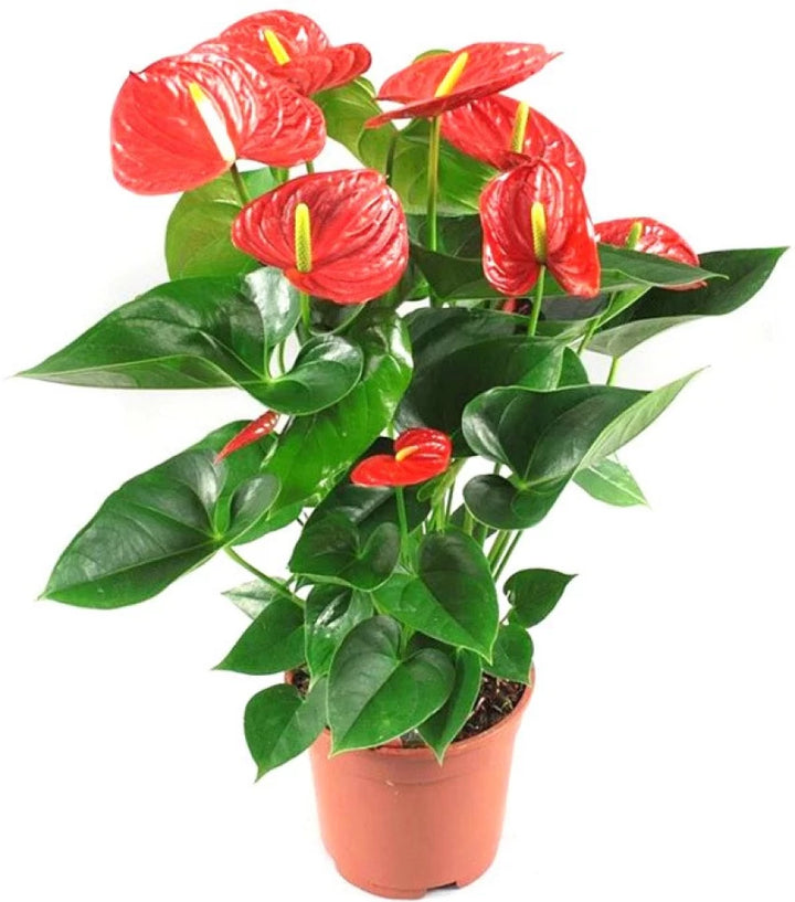 Heirloom Anthurium Flower Seeds for Planting – Exotic Tropical Houseplant Seeds