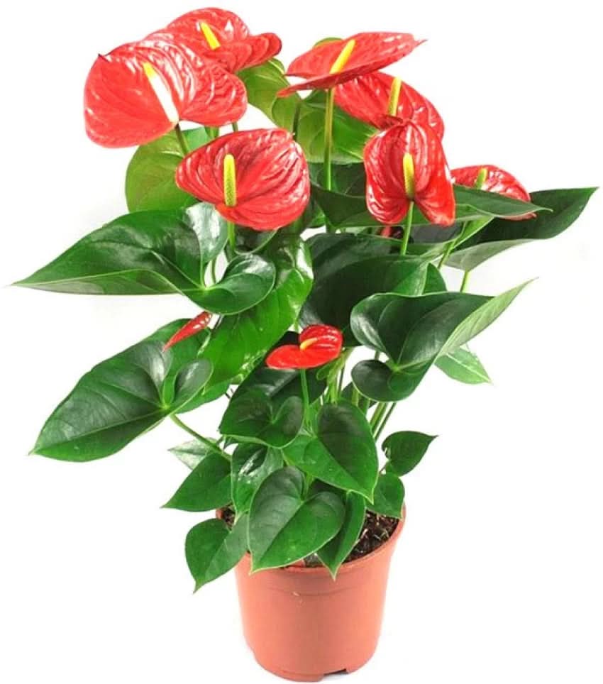 heirloom anthurium flower seeds