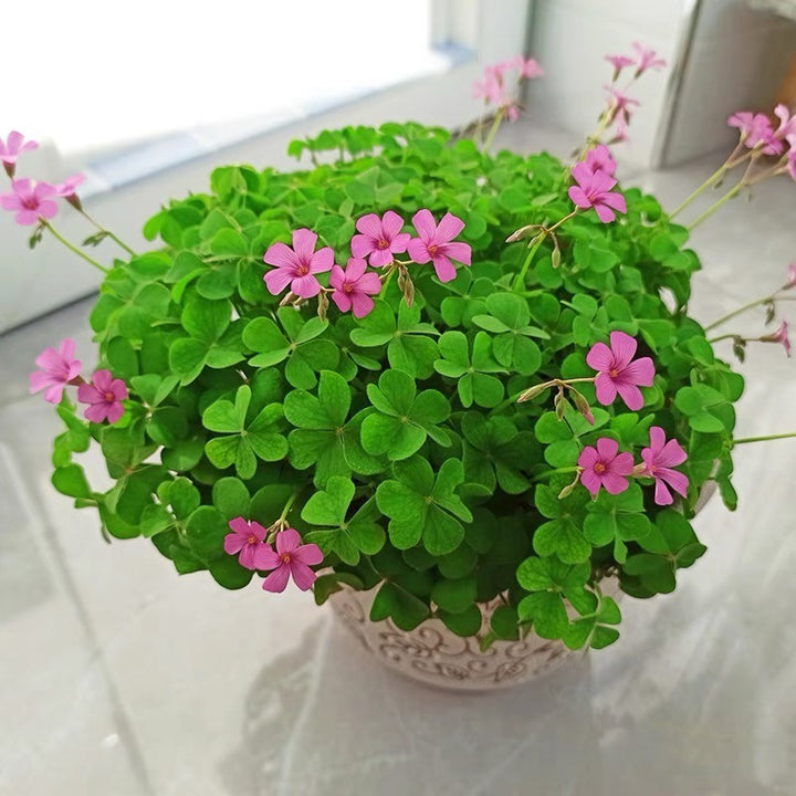 Heirloom Non-GMO Clover Flower Seeds for Planting – Pollinator-Friendly Ground Cover, High Germination