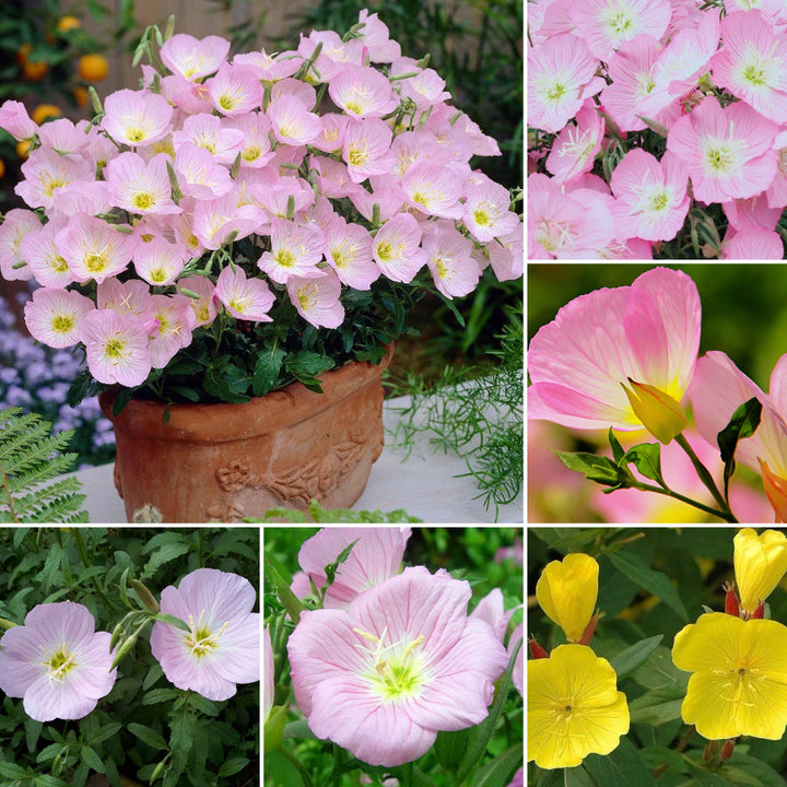 Organic Heirloom Mixed Oenothera Flower Seeds for Planting – Non-GMO, High Germination Evening Primrose Organic Garden Seeds