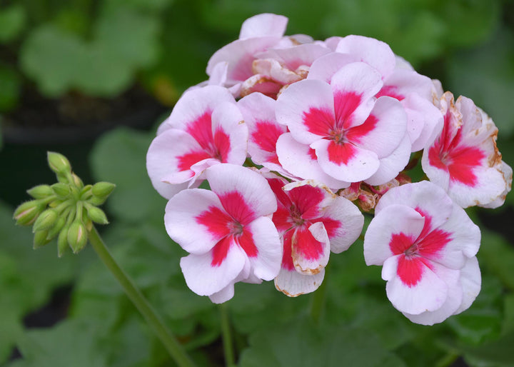 Geranium Røde Hvide Blomsterfrø til Plantning 100 stk