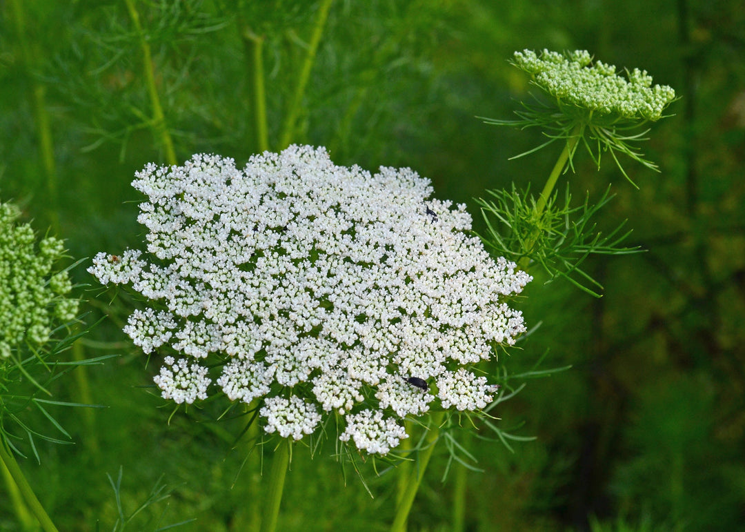 wildflower daucus flower seeds