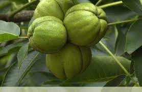 Shagbark Fruit Seeds for Planting