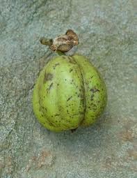Shagbark Fruit Seeds for Planting