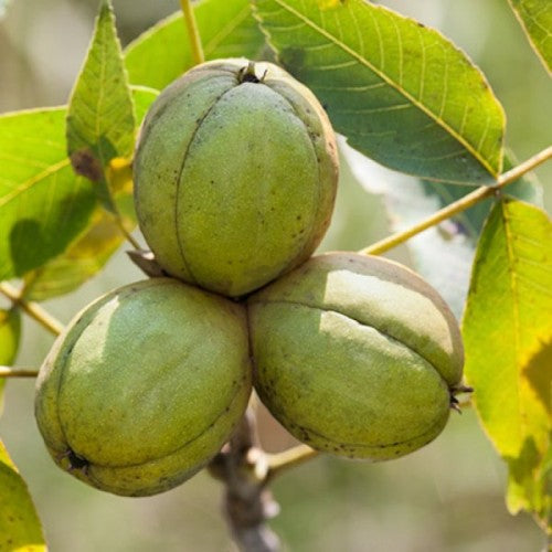 Shagbark Hickory (Carya Ovata) Fruit Seeds for Planting – Hardy and Reliable, Exotic Fruits for Your Backyard Orchid