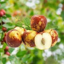 Shanlix Jujube Fruit Seeds for Planting