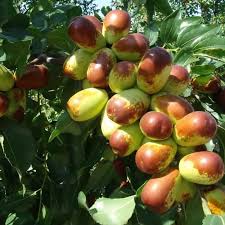 Sherwood Jujube Fruit Seeds for Planting