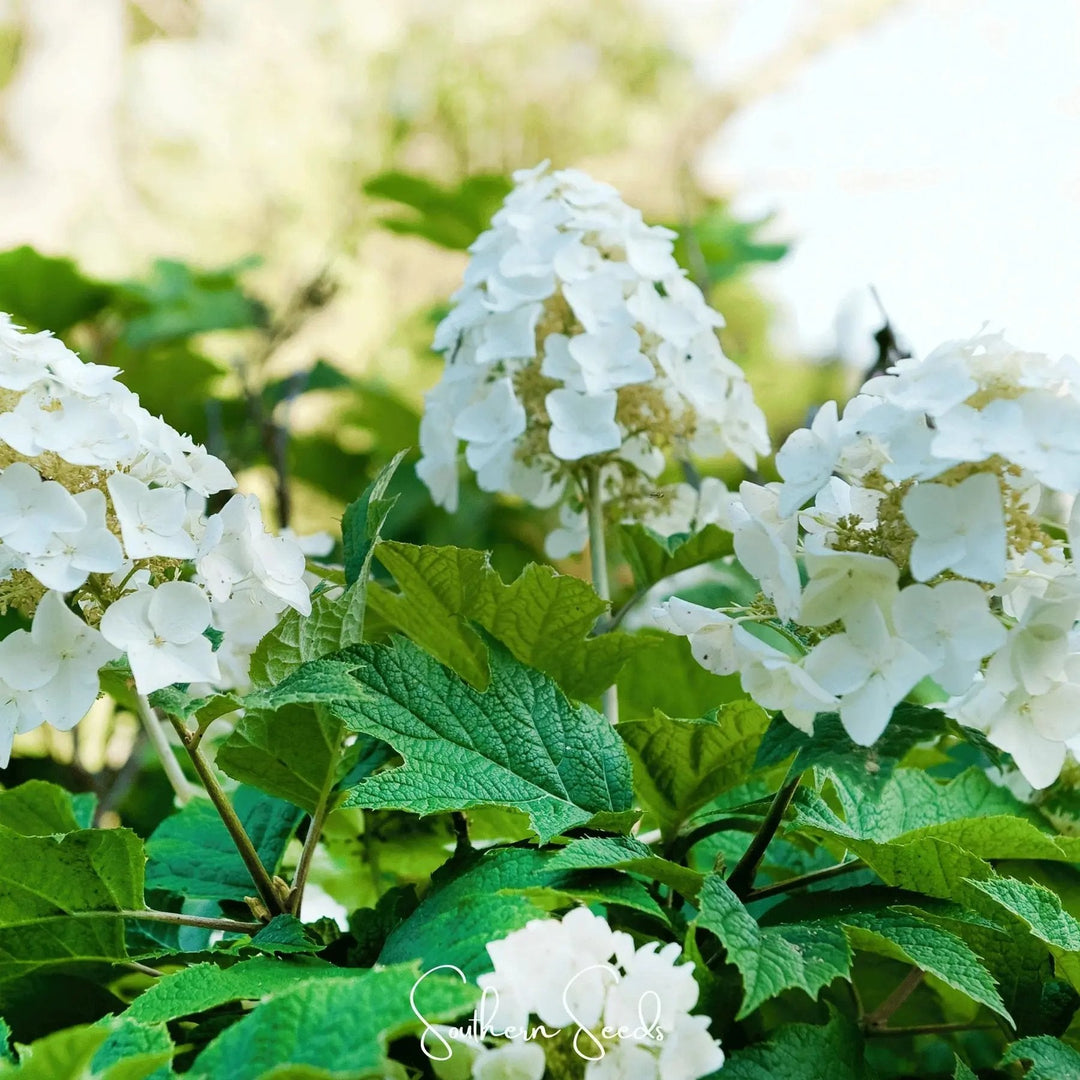 mix quercifolia flower seeds