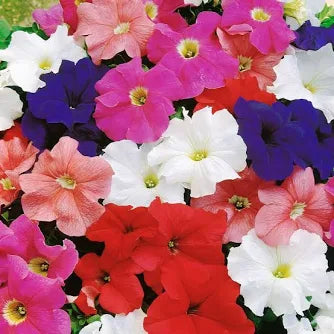 Mix Petunia Flower Seeds for Garden Planting - Beautiful Flower Seeds for Home Garden, GMO Free