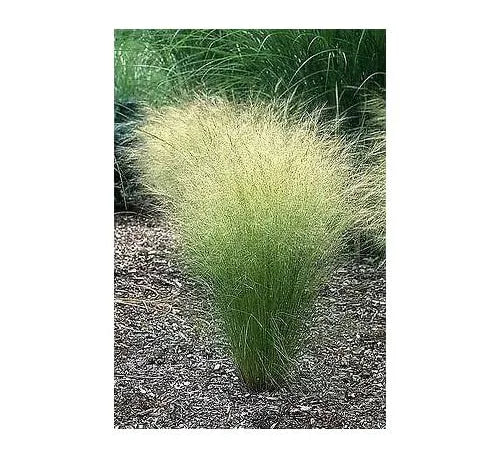 Mexican Feather Grass Seeds (Nassella tenuissima) – Ornamental Feather Grass for Garden Landscaping