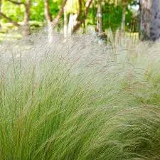 Mexican Feather Grass Seeds (Nassella tenuissima) – Ornamental Feather Grass for Garden Landscaping