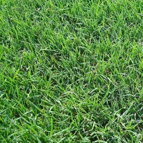 Cynodon Dactylon Bermuda Grass Seeds – Fast Growing Lawn Grass, Drought Resistant Turf Seeds