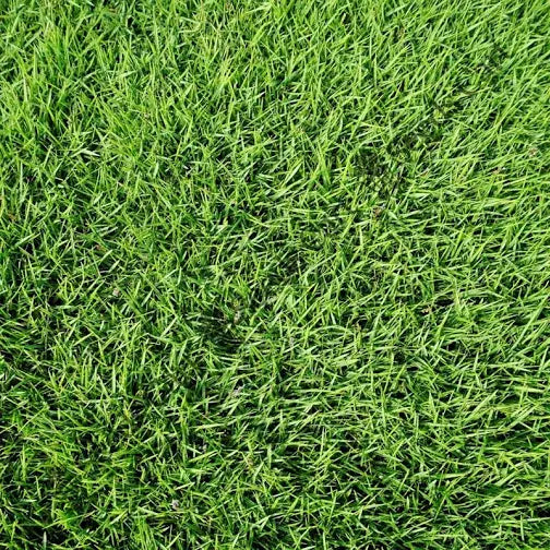 Cynodon Dactylon Bermuda Grass Seeds – Fast Growing Lawn Grass, Drought Resistant Turf Seeds