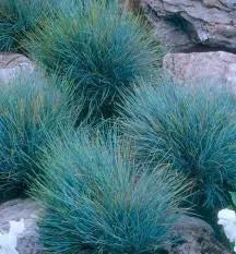 Blue Fescue Grass Seeds – Ornamental Drought-Tolerant Grass for Landscaping &amp; Borders