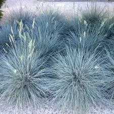 Blue Fescue Grass Seeds – Ornamental Drought-Tolerant Grass for Landscaping &amp; Borders