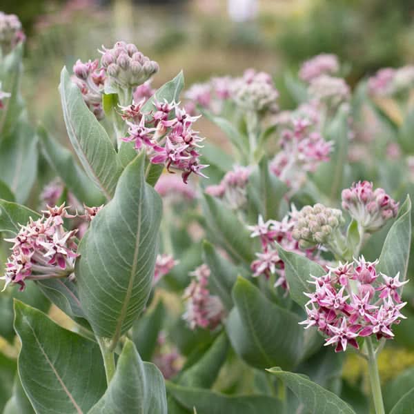 heirloom non flower seeds