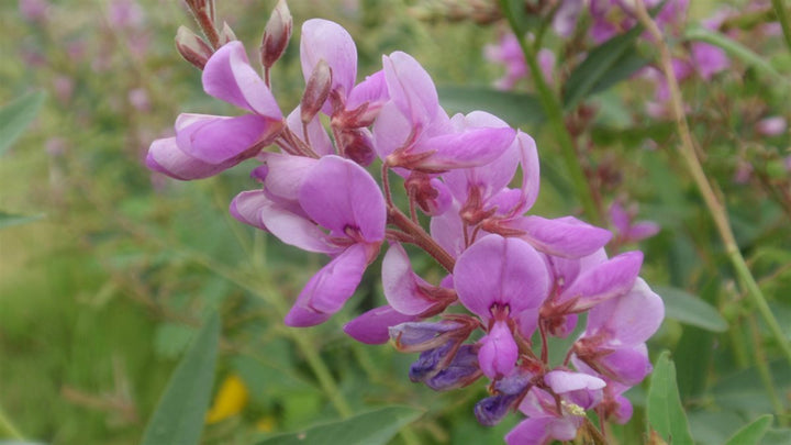 Heirloom Non-GMO Showy Tick Trefoil Flower Seeds for Planting – Vibrant Wildflower Blooming Seeds, High Germination