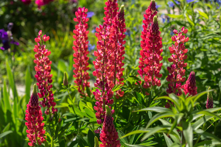 Red Russell Hybrid Lupines (Lupinus polyphyllus) Flower Seeds for Planting – Heirloom Garden Seeds