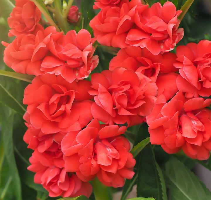 Heirloom Non-GMO Impatiens Carousel Flower Seeds for Planting – Colorful Shade-Loving Garden Blooms