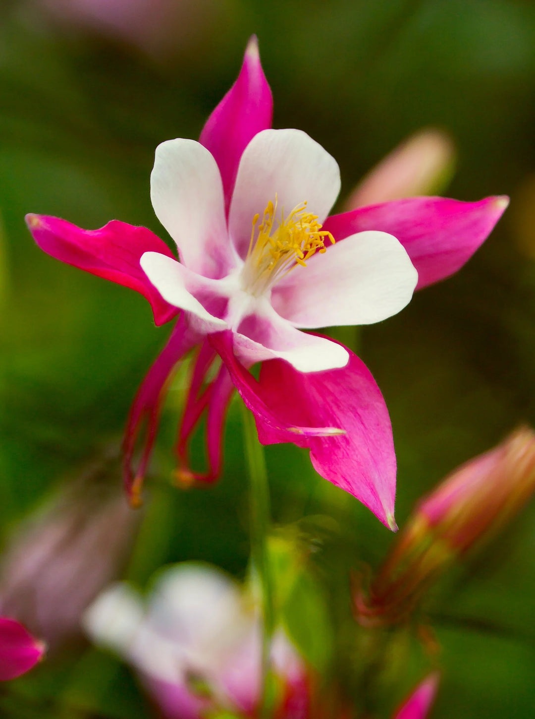 Friske Aquilegia blomsterfrø til udplantning, Mørkelyserød Hvid 100 stk