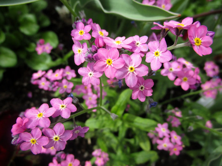 pink heirloom flower seeds