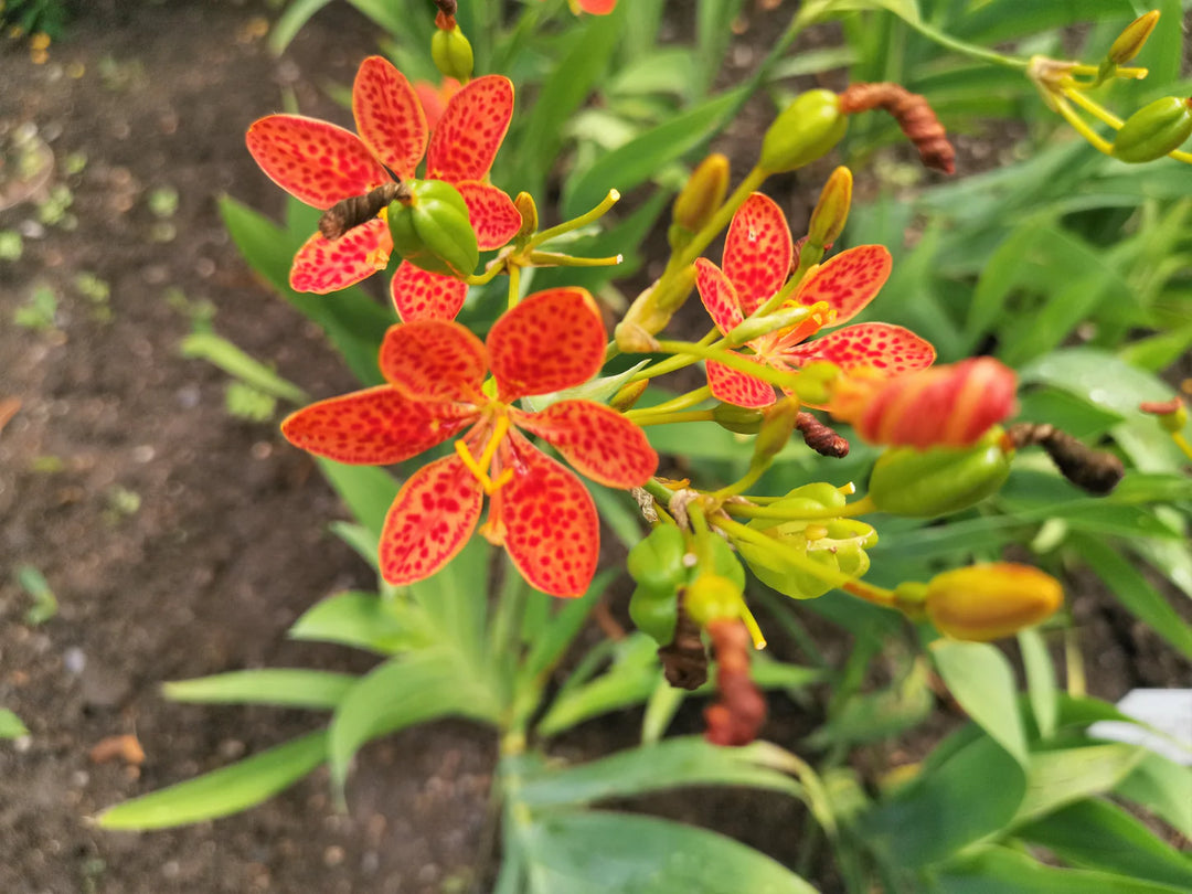 Red Leopard Flower Seeds for Planting - 100 pcs