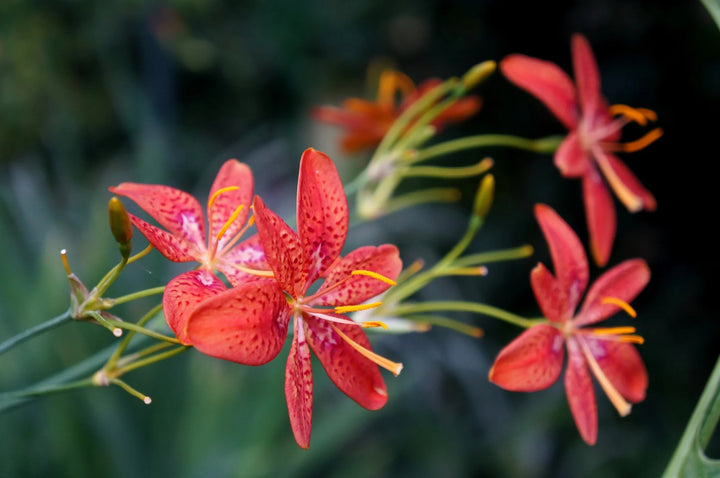 Red Leopard Flower Seeds for Planting - 100 pcs