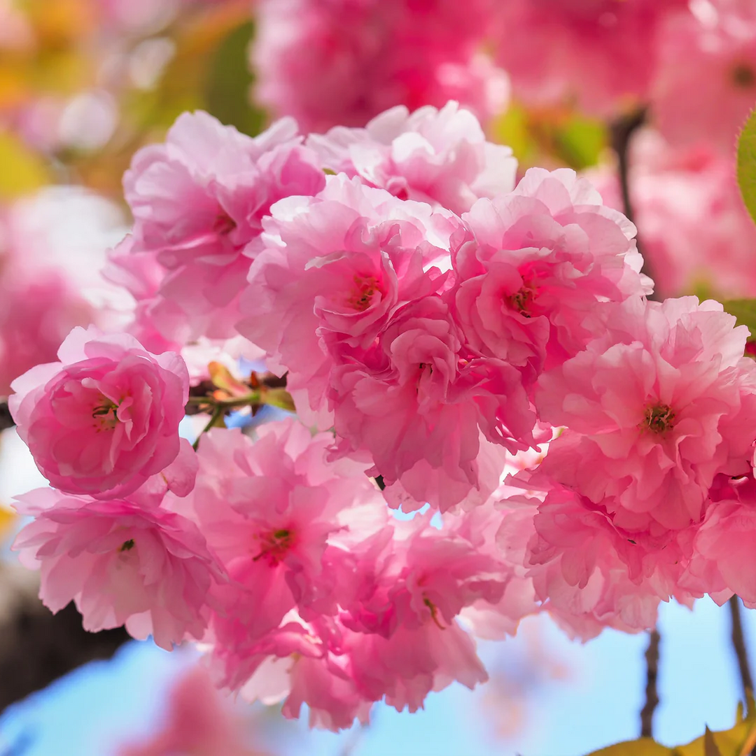 albero giapponese flower seeds