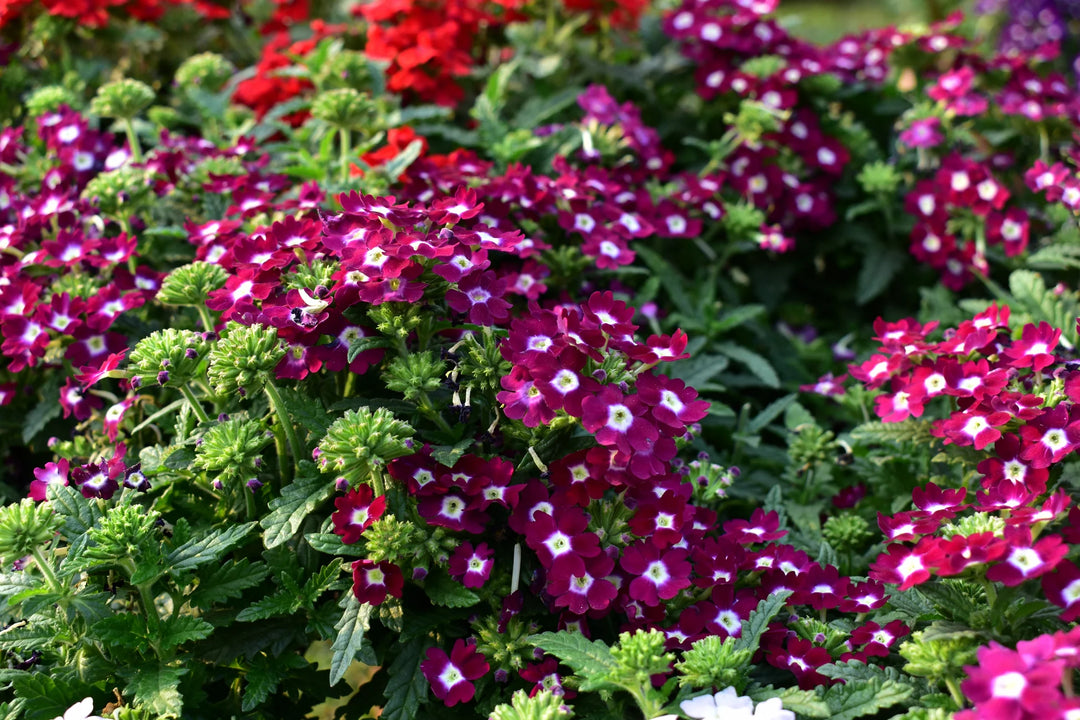 Semi-Trailing Verbena Flower Seeds for Planting – Heirloom Non-GMO | Cascading Blooms for Hanging Baskets