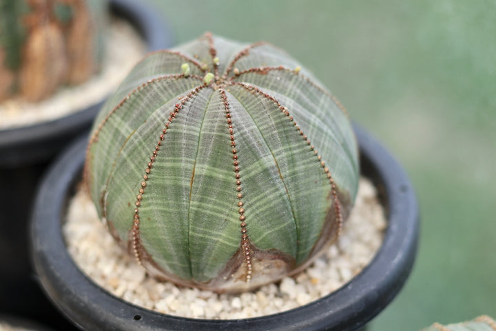 Heirloom Non-GMO Euphorbia Obesa “Baseball Plant” Flower Seeds – Succulent Seeds for Planting, High Germination