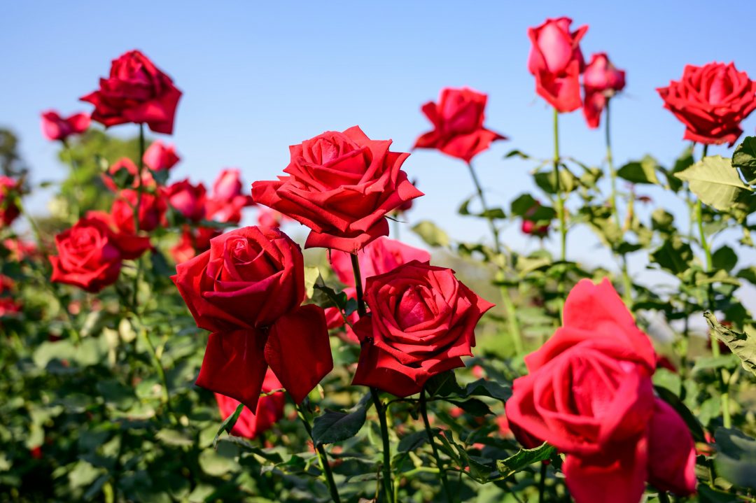 rose flower flower seeds