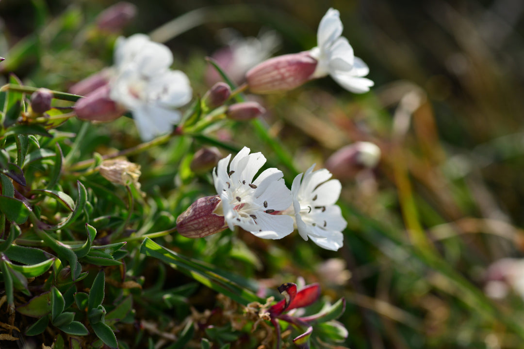 Campion Blomsterfrø til udplantning, 100 stk