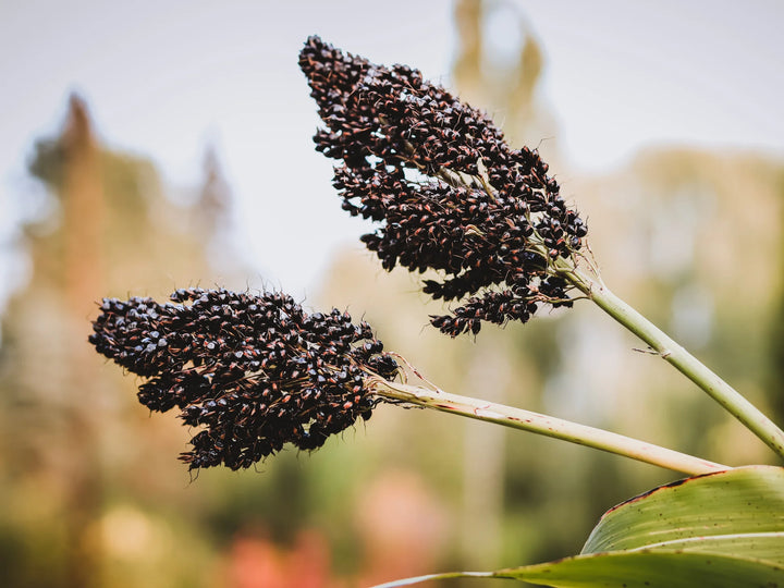 Sorte Amber Sorghum Frø – Unikt Korn 100 stk