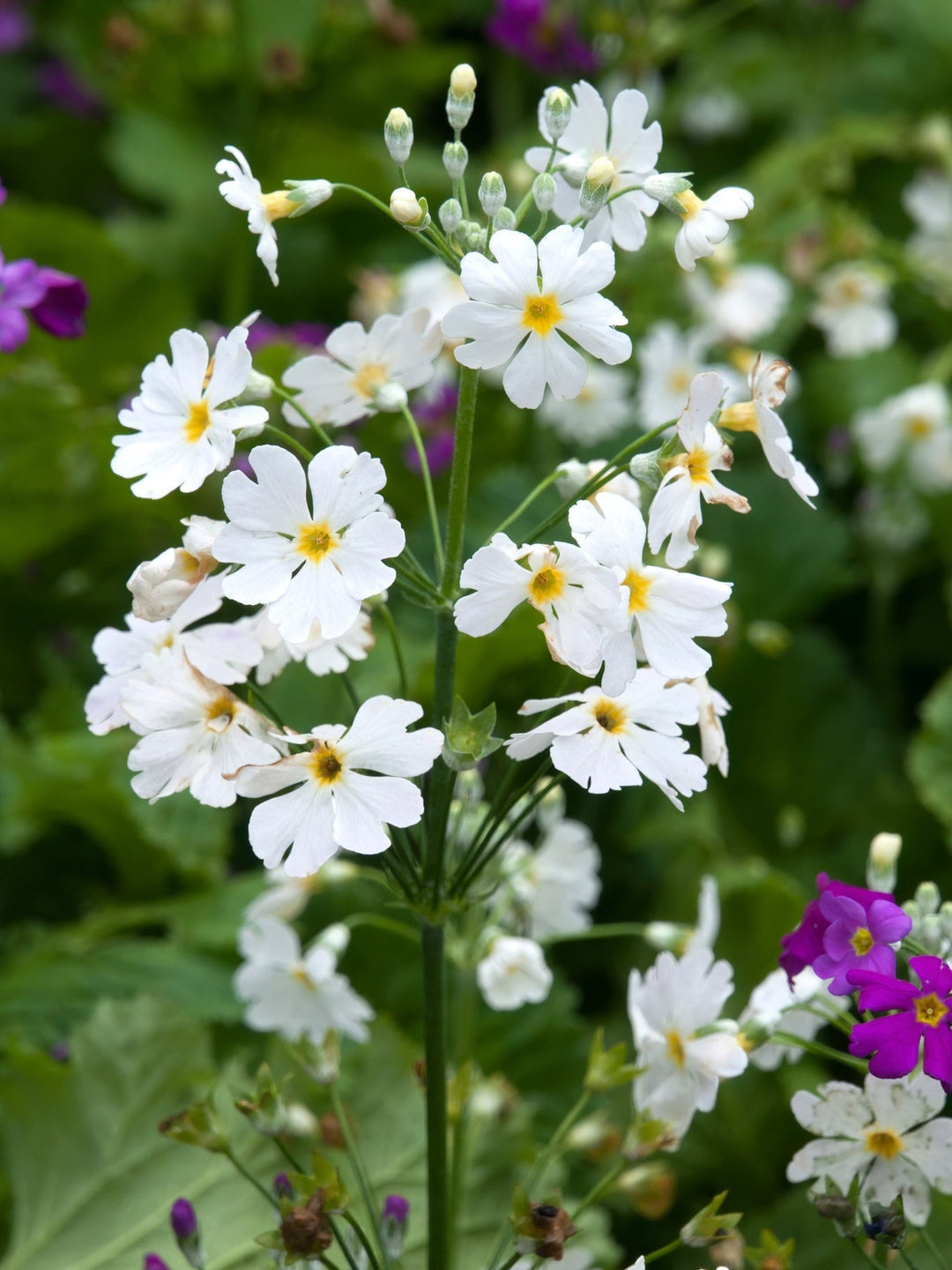 white yellow flower seeds