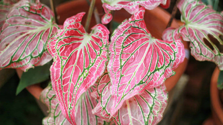 Caladium Bicolor Salmon Pink Flower Seeds for Planting 100 pcs