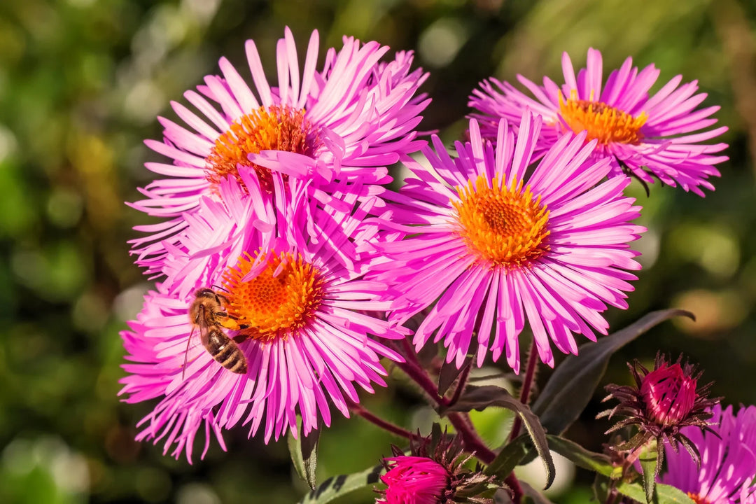 semi aster flower seeds