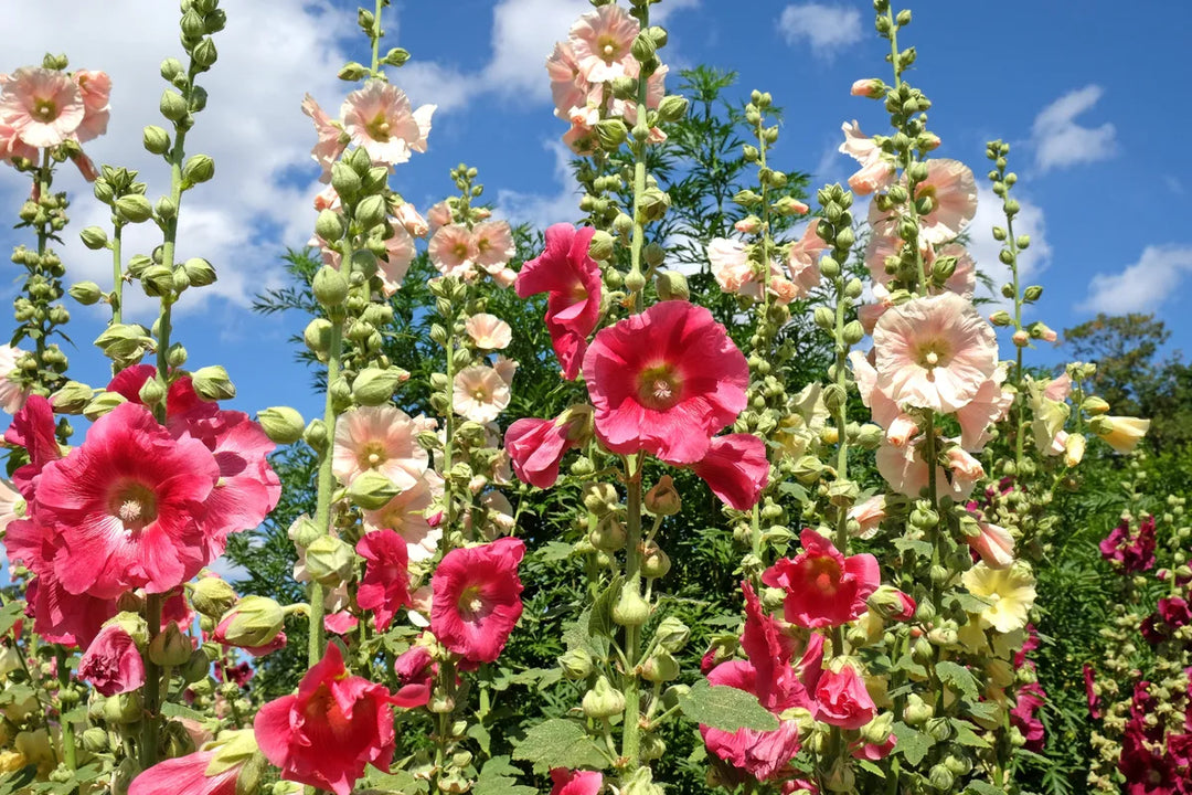 nic Hollyhock Flower Seeds for Planting – Heirloom, Non-GMO