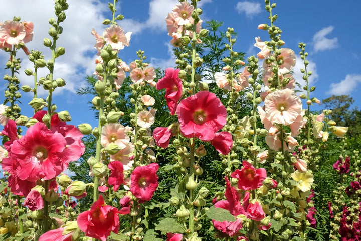 nic Hollyhock Flower Seeds for Planting – Heirloom, Non-GMO