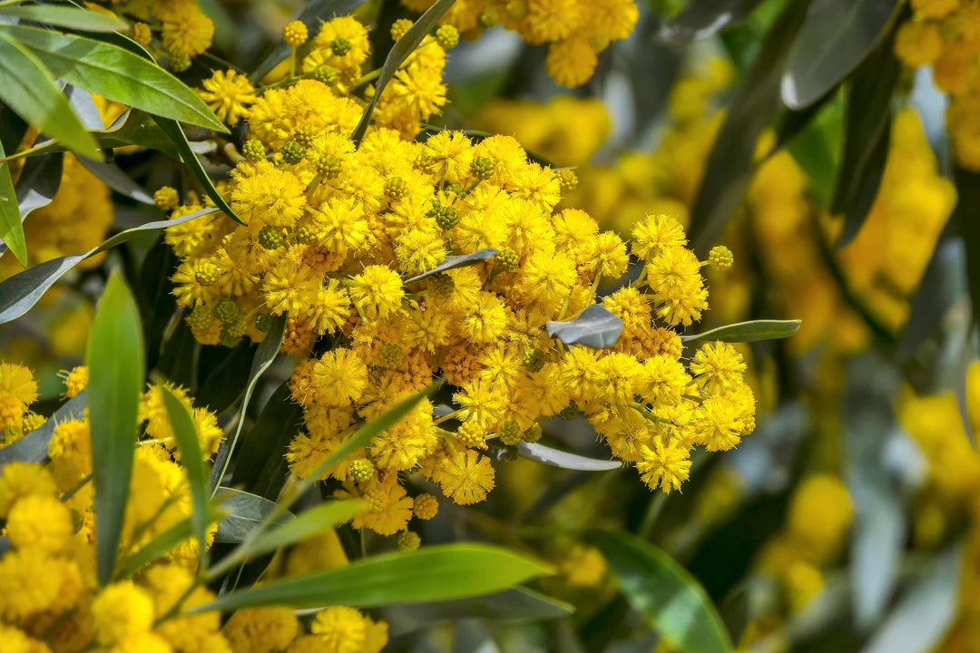 Golden Mimosa Yellow Seeds for Planting 100 pcs