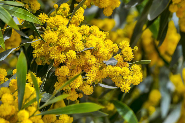 Golden Mimosa Gule frø til udplantning 100 stk