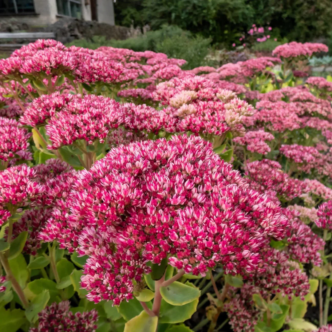 sedum emperors flower seeds