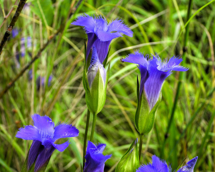 Blue White Gentian Flower Seeds for Planting - 100 pcs