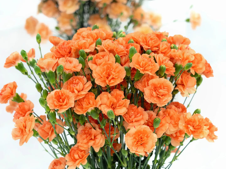 Orange Carnation Flower Seeds – Heirloom Non-GMO High Germination Organic Garden Seeds for Planting