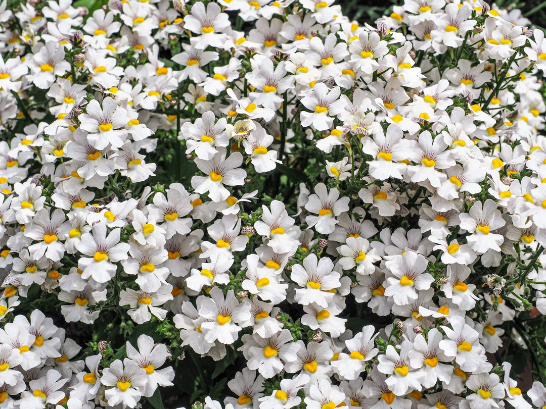 white nemesia flower seeds