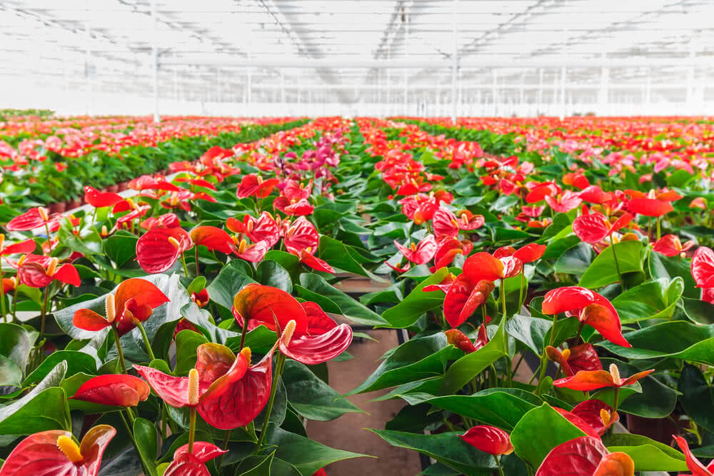 Anthurium røde blomsterfrø til plantning - 100 stk