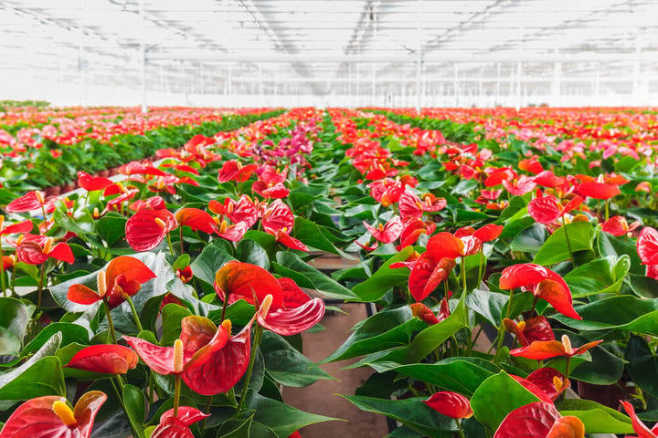 Anthurium Rødgrønne Blomsterfrø til Plantning 100 stk